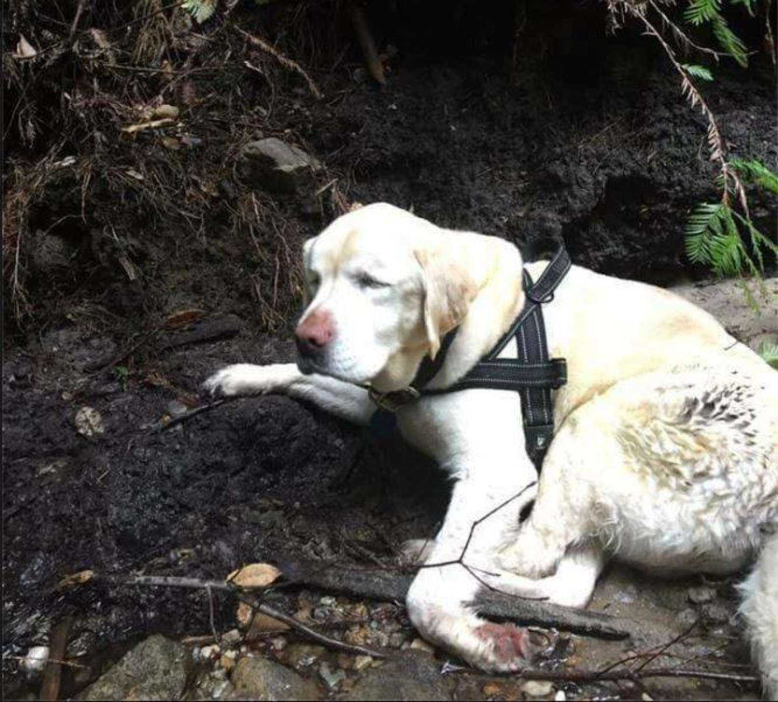 1662354026 799 rescatan a perro ciego desaparecido por mas de una semana