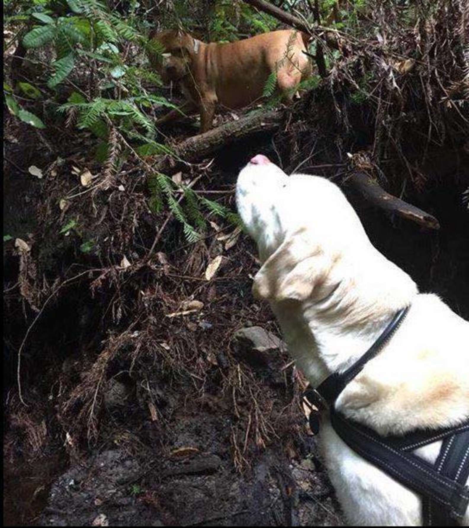 1662354028 850 rescatan a perro ciego desaparecido por mas de una semana