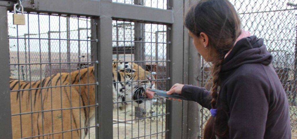 1662788202 218 un tigre fue rescatado de un zoologico ahora sabe lo