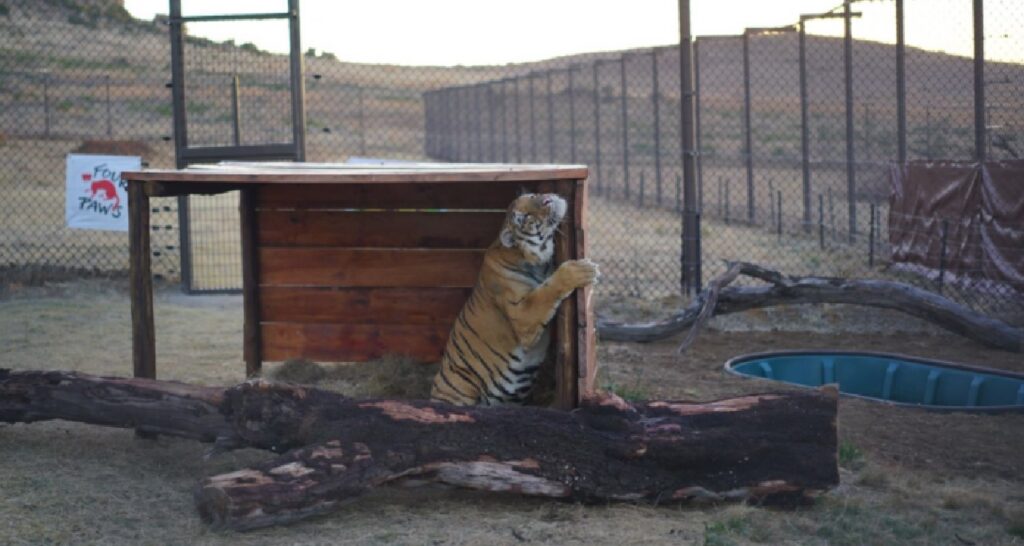 1662788202 728 un tigre fue rescatado de un zoologico ahora sabe lo