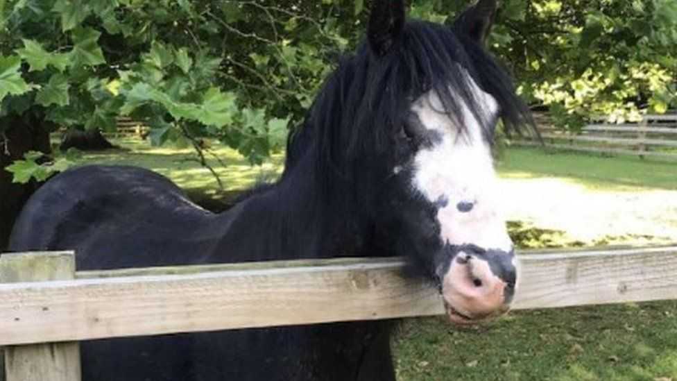 1663305250 180 acid attack pony que recibio la primera cirugia del mundo