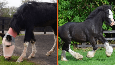 1663305253 acid attack pony que recibio la primera cirugia del mundo