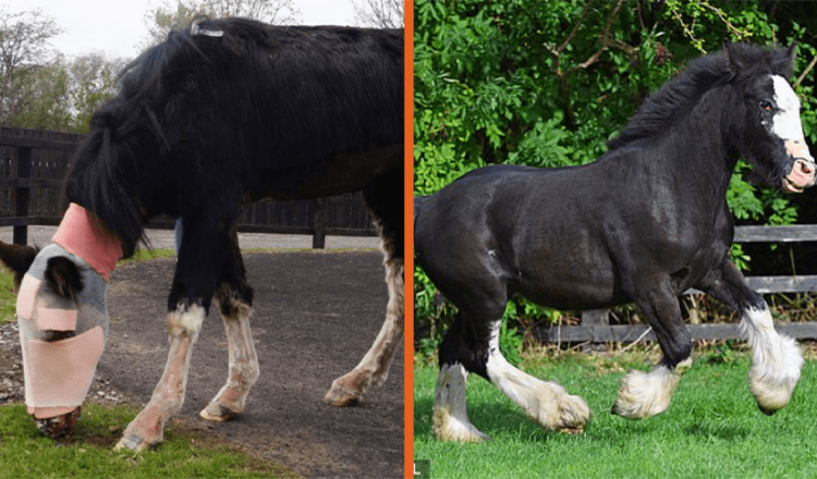 1663305253 acid attack pony que recibio la primera cirugia del mundo