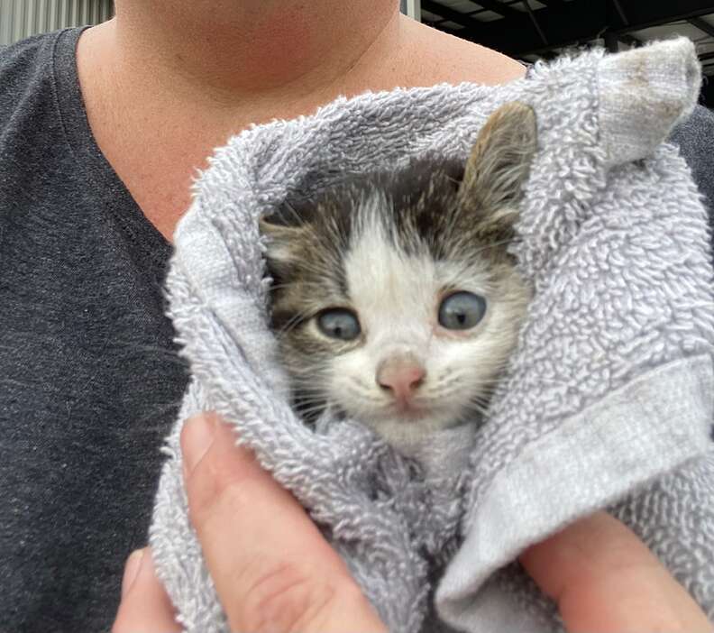 1663566338 269 gatito se reencuentra con su madre gata despues de 40