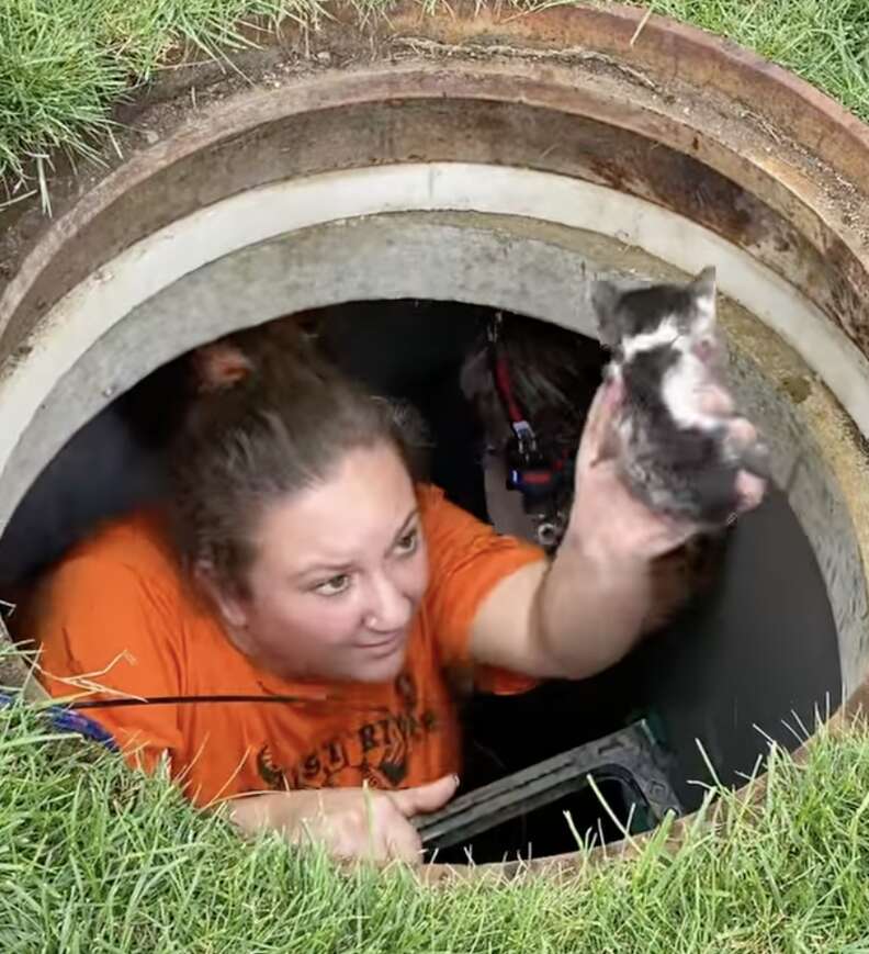 1663566338 762 gatito se reencuentra con su madre gata despues de 40