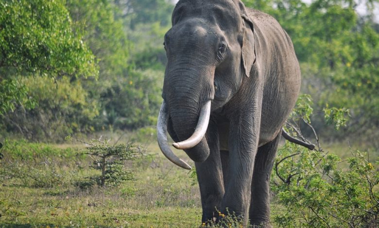 Elefante parte por la mitad a su portero tras darle