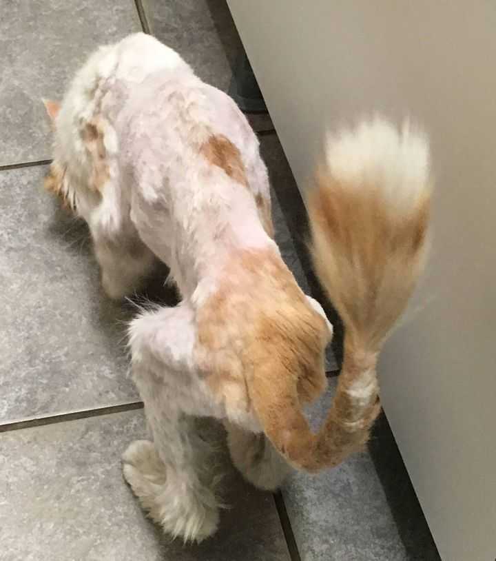 Gato anciano expulsado de casa corre hasta que no puede