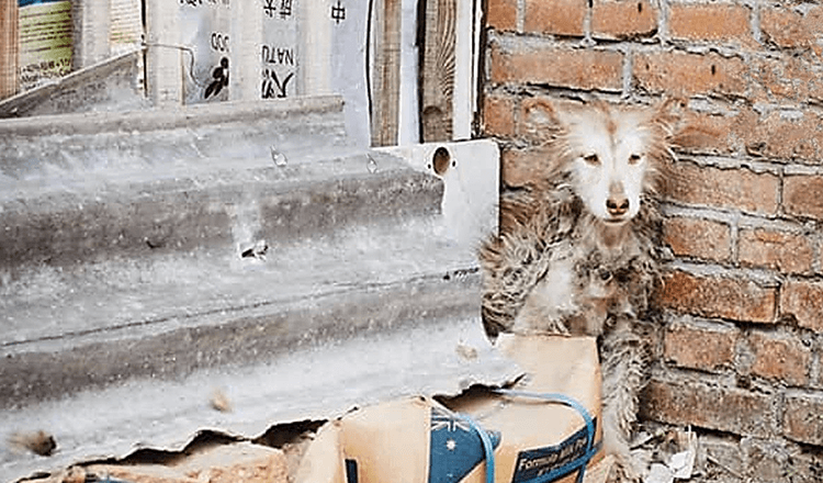 Mientras los otros perros jugaban husky se olvido de sentarse