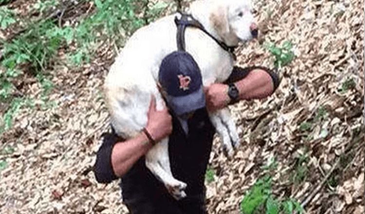 Rescatan a perro ciego desaparecido por mas de una semana