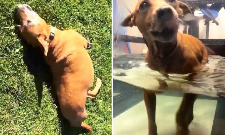 Una perrita de tres patas fue utilizada como cebo y