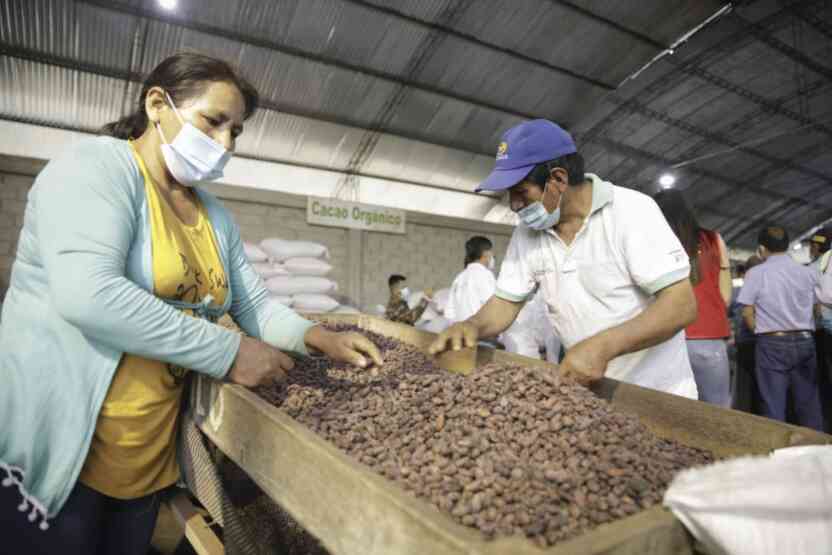 Al toque El paraiso de los empresarios cacaoteros y el