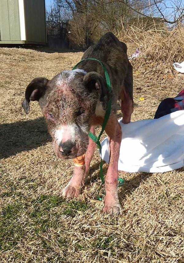 1665456590 162 cachorro adicto a la metanfetamina rescatado de una zanja se