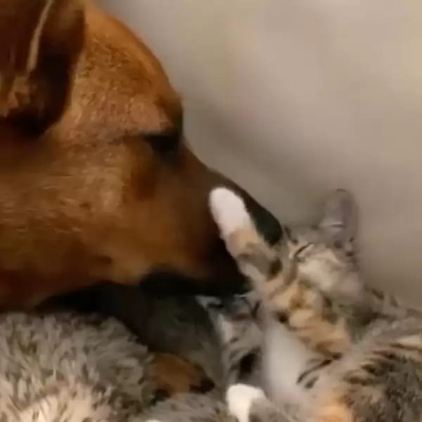 1665457358 503 el reencuentro mas tierno de perros y gatos despues de