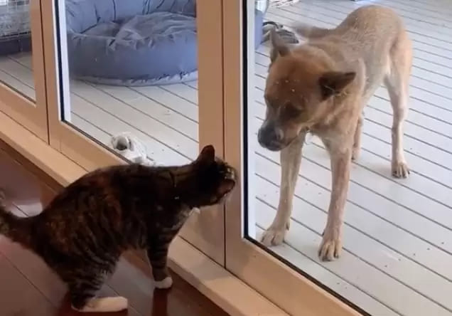 1665457358 889 el reencuentro mas tierno de perros y gatos despues de