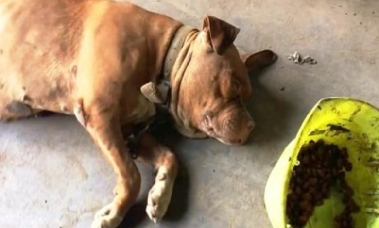 1665802607 perro encadenado en el mismo lugar desde hace 8 anos