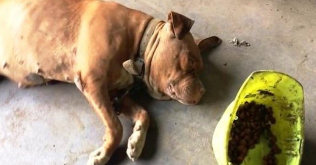 1665802607 Perro encadenado en el mismo lugar desde hace 8 anos