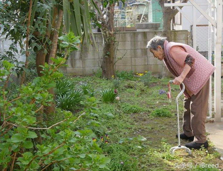 1666927603 341 la familia lleva 20 anos criando perros aunque se enferman