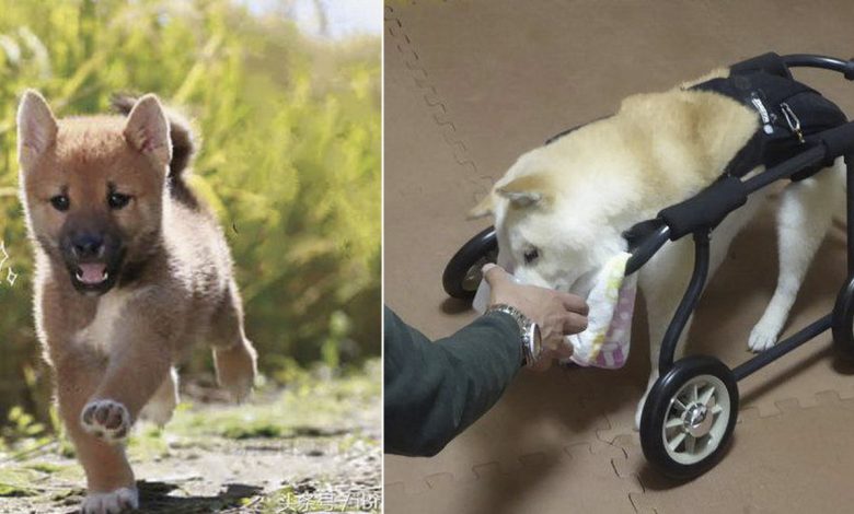 1666927604 la familia lleva 20 anos criando perros aunque se enferman