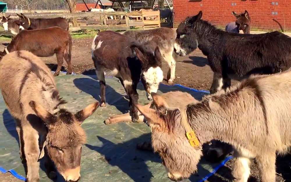 1667013430 51 burro ve a su amigo muerto y grita fuerte rogandole