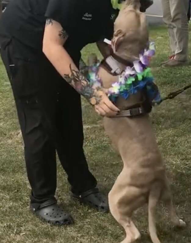 1667014100 603 perro que paso 500 dias en el refugio recibe una