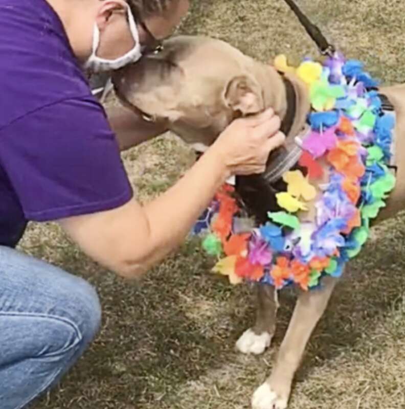 1667014100 928 perro que paso 500 dias en el refugio recibe una