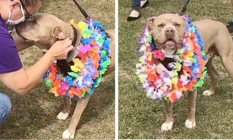 1667014101 perro que paso 500 dias en el refugio recibe una