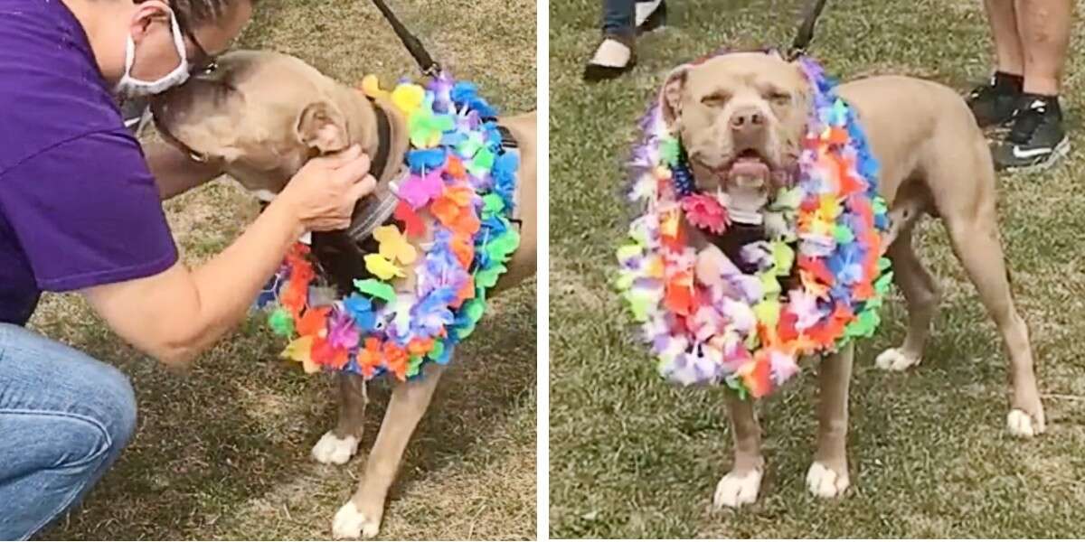 1667014101 Perro que paso 500 dias en el refugio recibe una