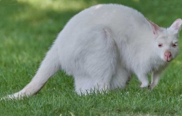 1667100541 169 un adorable canguro blanco nacio en el santuario de vida