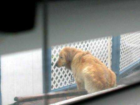 1667186348 653 una pareja mira mientras el golden retriever del vecino es