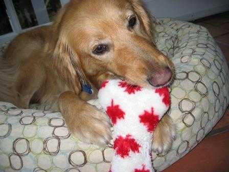 1667186350 194 una pareja mira mientras el golden retriever del vecino es