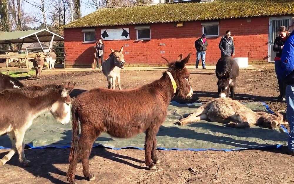 Burro ve a su amigo muerto y grita fuerte rogandole