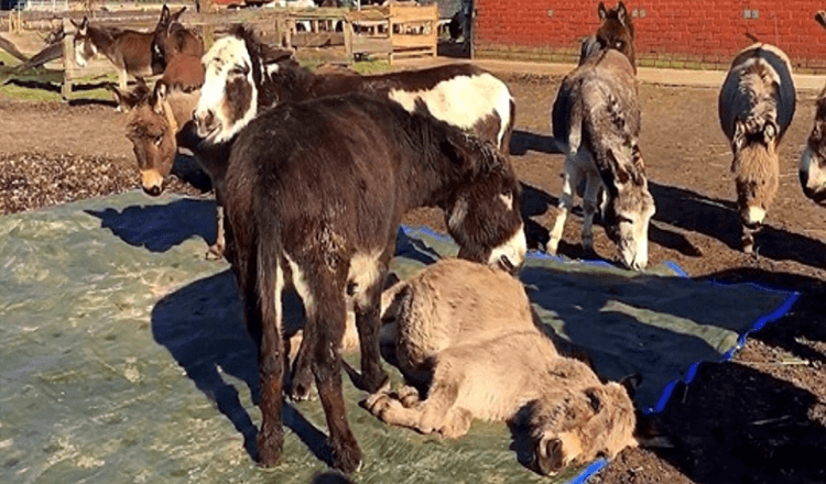 Burro ve a su amigo muerto y grita fuerte rogandole