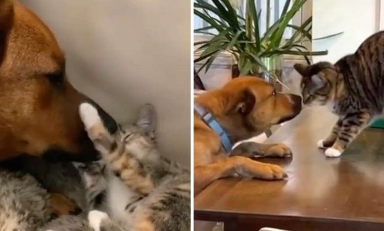 El reencuentro mas tierno de perros y gatos despues de