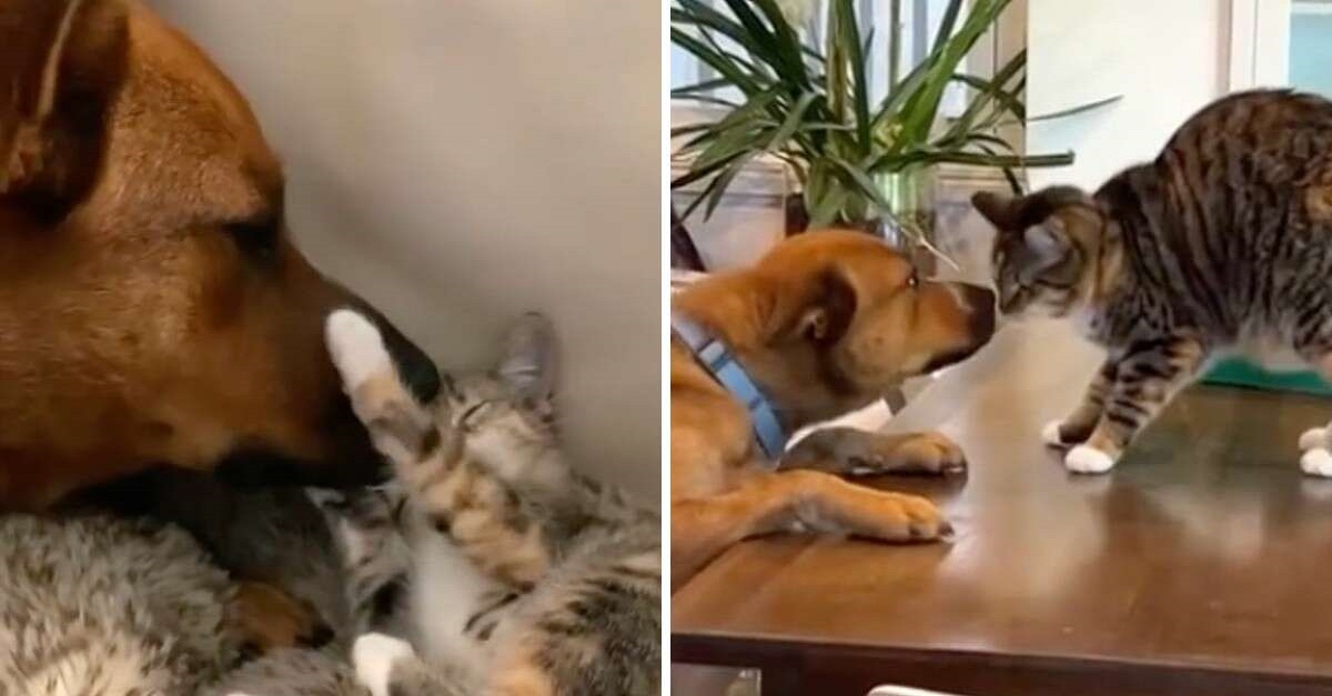 El reencuentro mas tierno de perros y gatos despues de