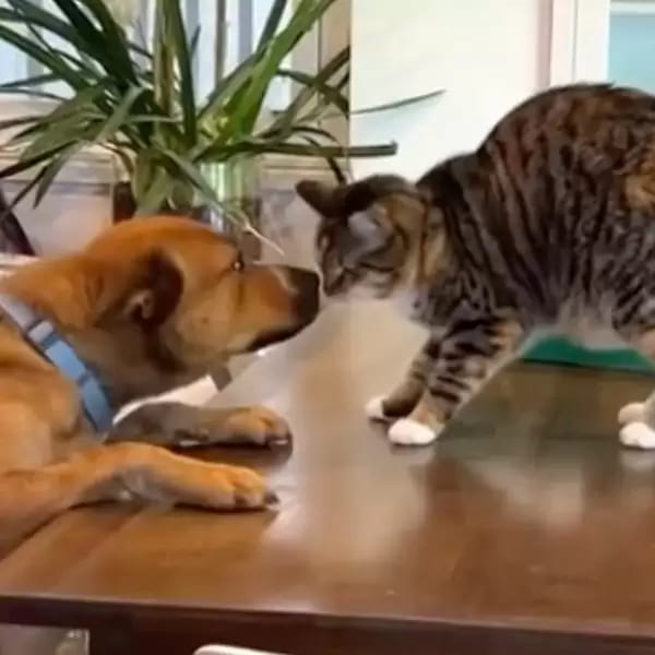 El reencuentro mas tierno de perros y gatos despues de