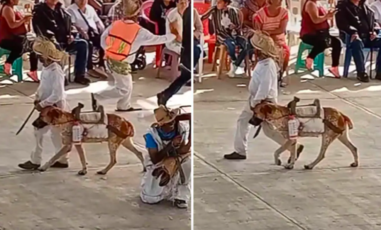 Little necesitaba un caballo para su presentacion escolar asi que