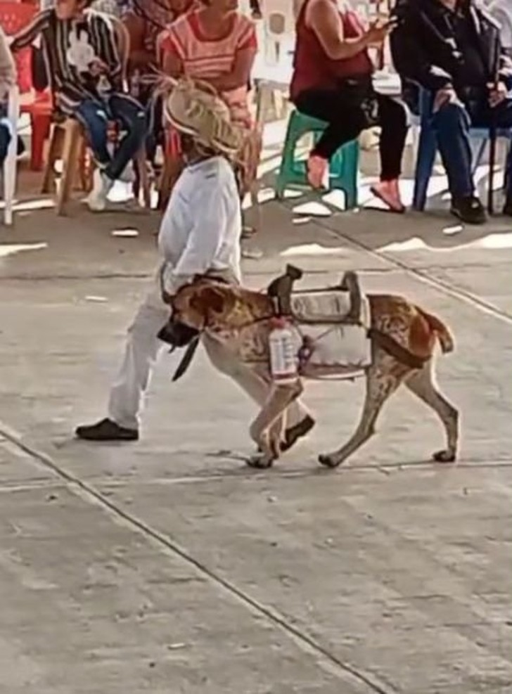 Little necesitaba un caballo para su presentacion escolar asi que