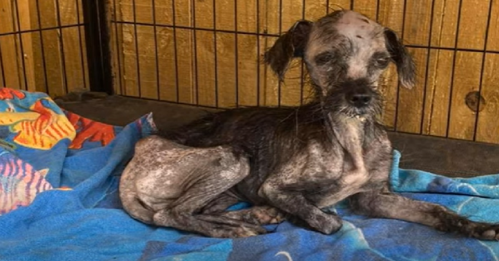 Missy fue encontrada viva en la basura y ahora se