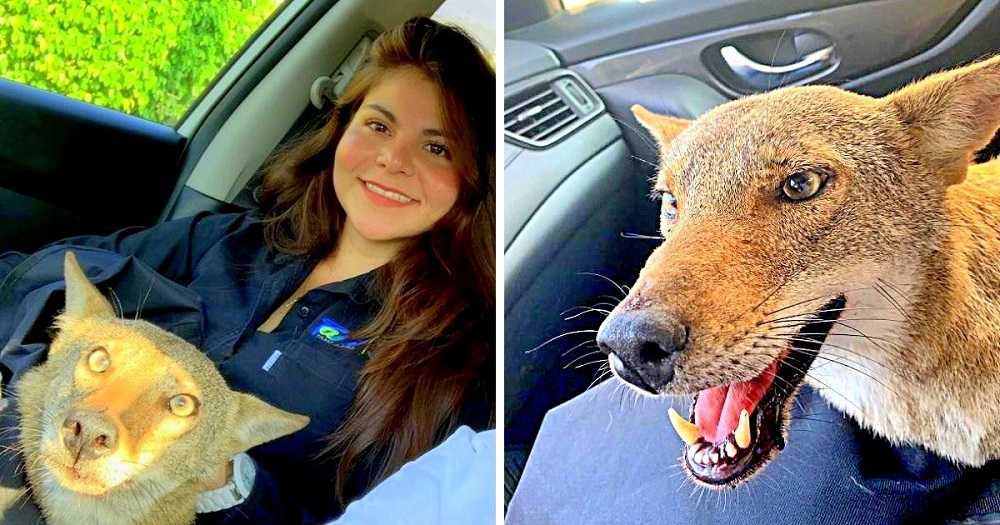 Mujer salva a perro herido y se asusta cuando el