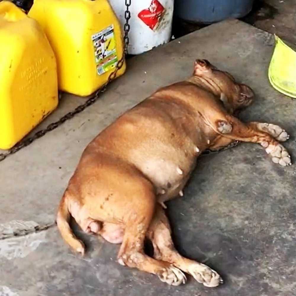 Perro encadenado en el mismo lugar desde hace 8 anos