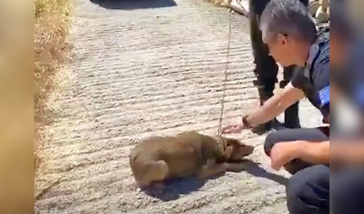 Perro que ha estado encadenado toda su vida ahora solo