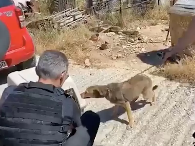 Perro que ha estado encadenado toda su vida ahora solo. Webp