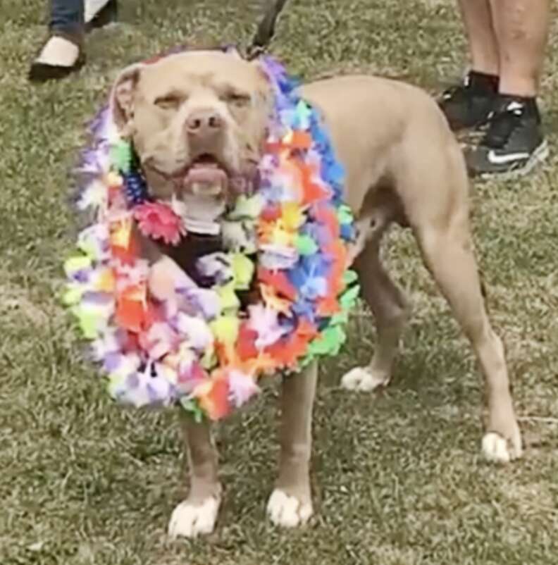 Perro que paso 500 dias en el refugio recibe una