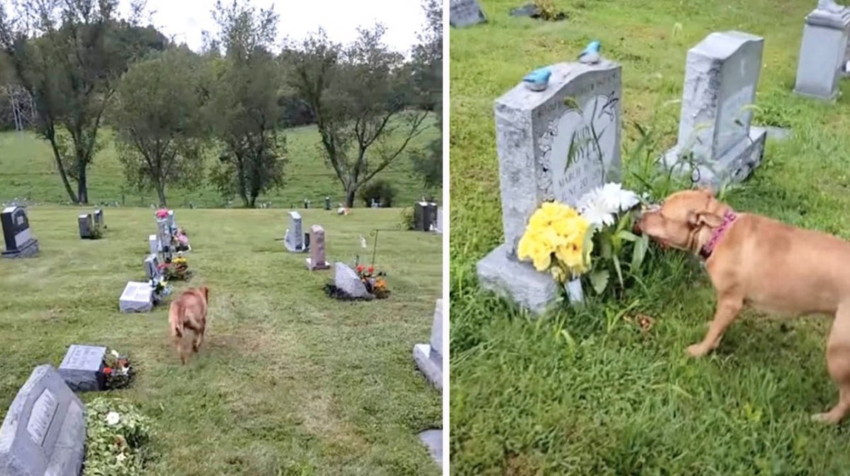 Perro sentimental sabe cual es la tumba de la abuela