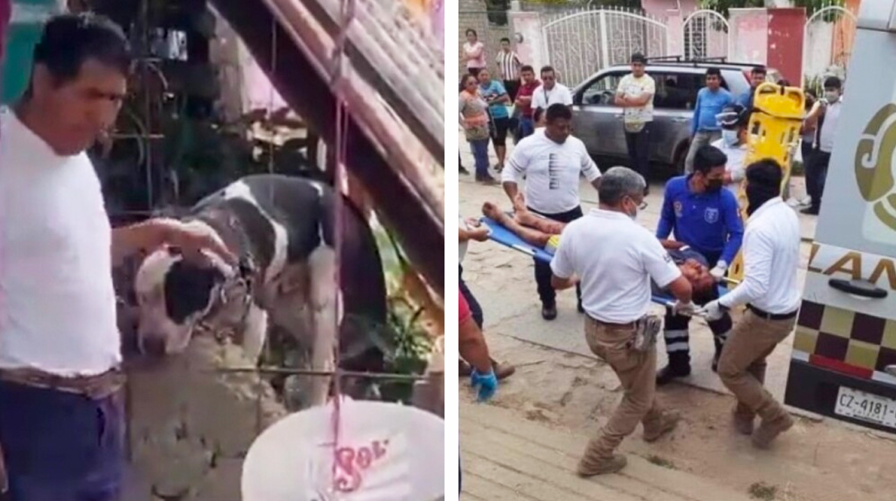 Un perro le arranco el brazo a un ladron que