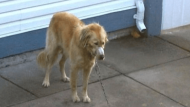 Una pareja mira mientras el golden retriever del vecino es