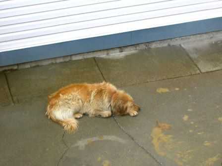 Una pareja mira mientras el golden retriever del vecino es