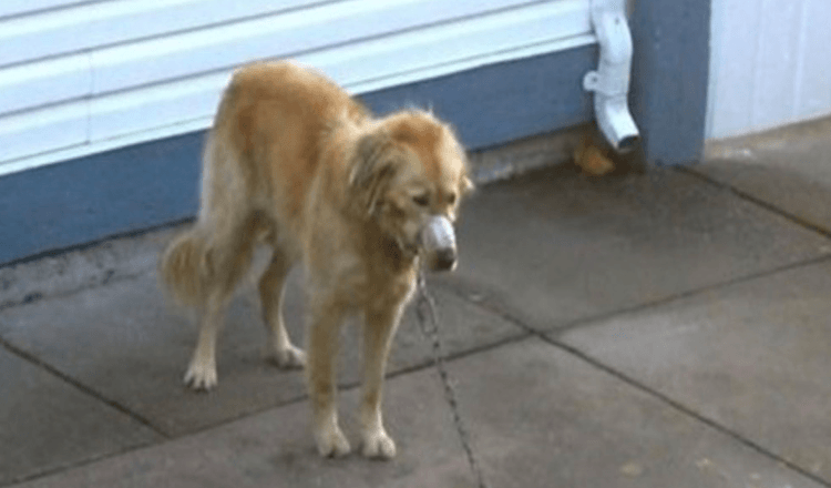 Una pareja mira mientras el golden retriever del vecino es