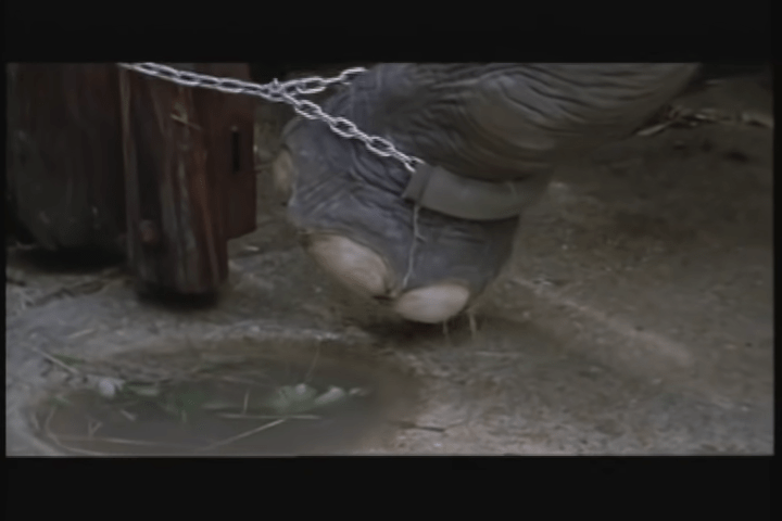 1667532198 957 guardian del zoologico libera a elefante despues de 22 anos