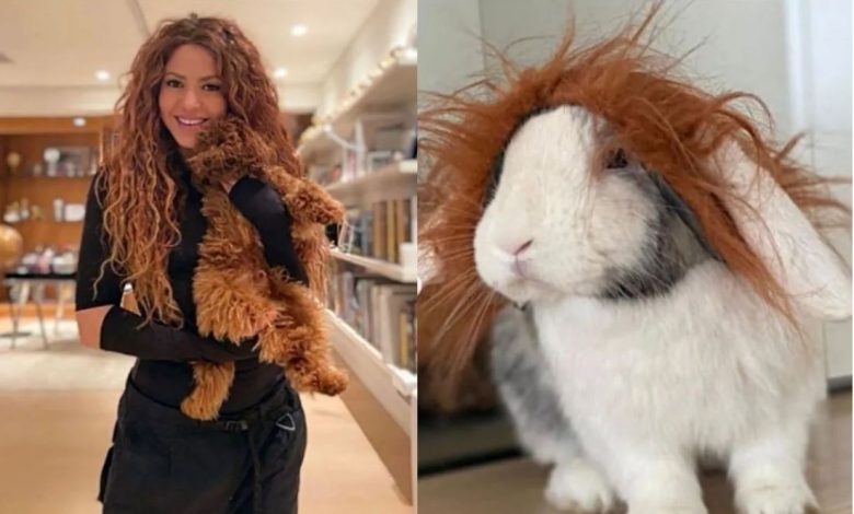 1667619294 las adorables mascotas de shakira que la acompanan en su